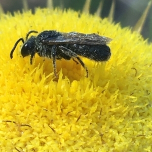 Lasioglossum (Chilalictus) lanarium at Acton, ACT - 8 Apr 2021 08:48 AM