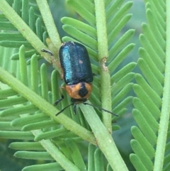 Aporocera (Aporocera) consors (A leaf beetle) at Dryandra St Woodland - 7 Apr 2021 by Ned_Johnston