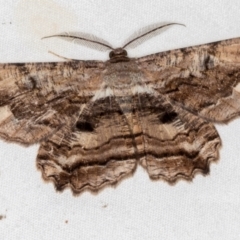 Scioglyptis lyciaria (White-patch Bark Moth) at Melba, ACT - 1 Mar 2021 by Bron