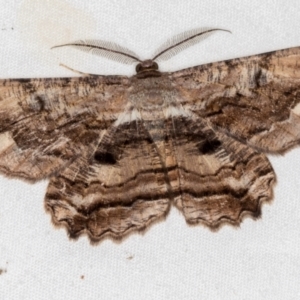 Scioglyptis lyciaria at Melba, ACT - 2 Mar 2021