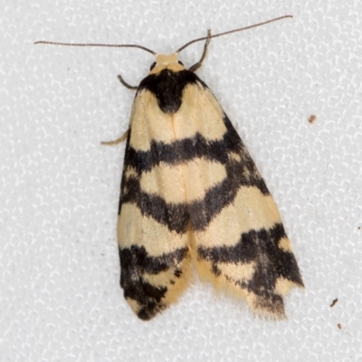 Thallarcha trissomochla (Yellow Crossed Footman) at Melba, ACT - 1 Mar 2021 by Bron