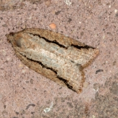 Meritastis undescribed species (A Tortricid moth) at Melba, ACT - 1 Mar 2021 by Bron