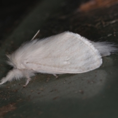 Lymantriinae (subfamily) (Unidentified tussock moths) at Melba, ACT - 2 Mar 2021 by Bron