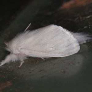 Lymantriinae (subfamily) at Melba, ACT - 2 Mar 2021