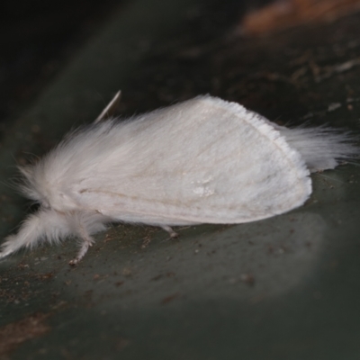 Lymantriinae (subfamily) (Unidentified tussock moths) at Melba, ACT - 2 Mar 2021 by Bron