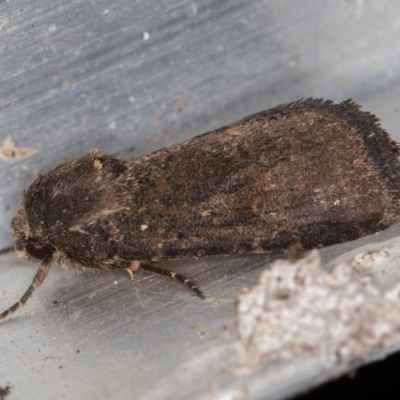 Proteuxoa undescribed species 1 at Melba, ACT - 1 Mar 2021 by Bron