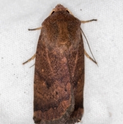 Proteuxoa porphyrescens (Red Noctuid) at Melba, ACT - 2 Mar 2021 by Bron