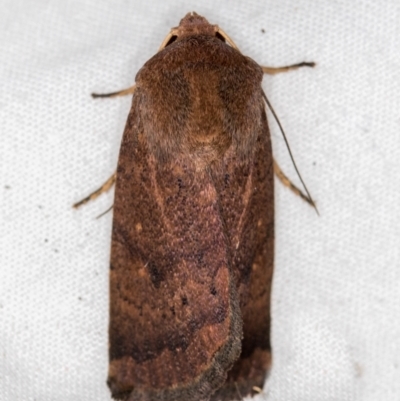 Proteuxoa porphyrescens (A Noctuid moth) at Melba, ACT - 1 Mar 2021 by Bron