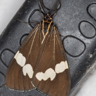 Nyctemera amicus (Senecio Moth, Magpie Moth, Cineraria Moth) at Melba, ACT - 2 Mar 2021 by Bron