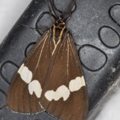 Nyctemera amicus (Senecio or Magpie moth) at Melba, ACT - 2 Mar 2021 by Bron