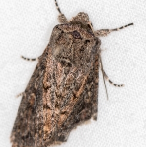 Proteuxoa provisional species 5 at Melba, ACT - 2 Mar 2021 10:39 AM