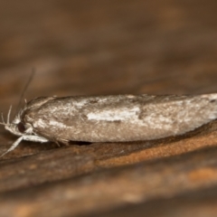 Oecophoridae (family) (Unidentified Oecophorid concealer moth) at Melba, ACT - 1 Mar 2021 by Bron