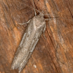 Oecophoridae (family) at Melba, ACT - 2 Mar 2021