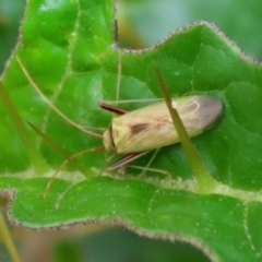 Creontiades dilutus (Green Mirid) at Tennent, ACT - 7 Apr 2021 by RodDeb