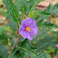 Solanum cinereum (Narrawa Burr) at Tennent, ACT - 7 Apr 2021 by RodDeb