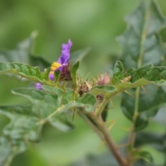 Solanum cinereum at Tennent, ACT - 7 Apr 2021 11:59 AM