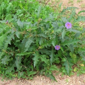 Solanum cinereum at Tennent, ACT - 7 Apr 2021