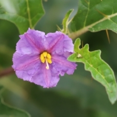 Solanum cinereum at Tennent, ACT - 7 Apr 2021 11:59 AM