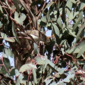 Gerygone fusca at Tennent, ACT - 7 Apr 2021