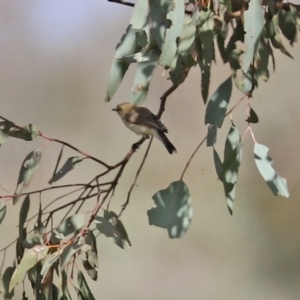 Gerygone fusca at Tennent, ACT - 7 Apr 2021