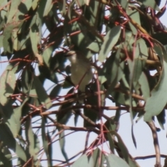 Gerygone fusca at Tennent, ACT - 7 Apr 2021