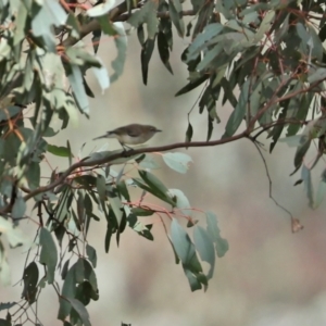 Gerygone fusca at Tennent, ACT - 7 Apr 2021