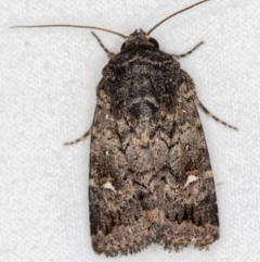 Proteuxoa sp. (24) (MoV, Part 9) (A Noctuid moth (Acronictinae)) at Melba, ACT - 3 Mar 2021 by Bron