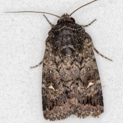 Proteuxoa sp. (24) (MoV, Part 9) (A Noctuid moth (Acronictinae)) at Melba, ACT - 3 Mar 2021 by Bron