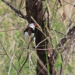 Stagonopleura guttata (Diamond Firetail) at Tennent, ACT - 7 Apr 2021 by RodDeb