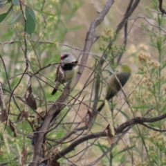 Stagonopleura guttata at Tennent, ACT - suppressed