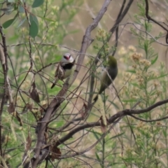 Stagonopleura guttata at Tennent, ACT - suppressed