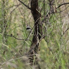 Stagonopleura guttata at Tennent, ACT - suppressed