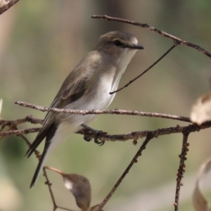 Microeca fascinans at Paddys River, ACT - 7 Apr 2021 12:49 PM