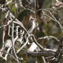 Microeca fascinans at Paddys River, ACT - 7 Apr 2021 12:49 PM