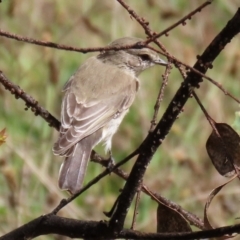 Microeca fascinans at Paddys River, ACT - 7 Apr 2021 12:49 PM