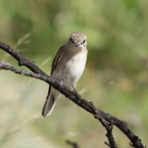 Microeca fascinans at Paddys River, ACT - 7 Apr 2021 12:49 PM