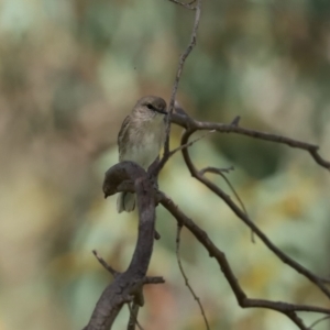 Microeca fascinans at Paddys River, ACT - 7 Apr 2021 12:49 PM