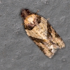 Clarana clarana (A Tortricid moth) at Melba, ACT - 2 Mar 2021 by Bron