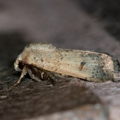 Proteuxoa tibiata (Horseshoe Noctuid) at Melba, ACT - 2 Mar 2021 by Bron