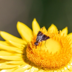 Geron nigralis (Slender bee fly) at Acton, ACT - 4 Apr 2021 by KarinNeufeld