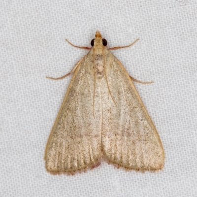 Ocrasa albidalis (A Pyralid moth) at Melba, ACT - 4 Mar 2021 by Bron