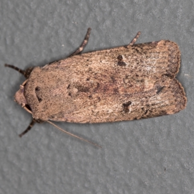 Proteuxoa tibiata (Horseshoe Noctuid) at Melba, ACT - 3 Mar 2021 by Bron