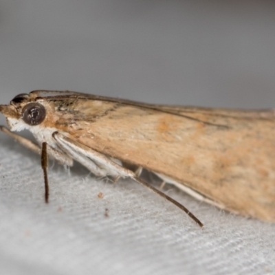 Achyra affinitalis (Cotton Web Spinner) at Melba, ACT - 4 Mar 2021 by Bron