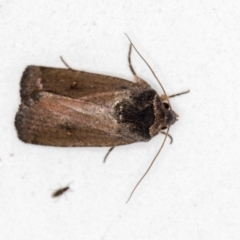 Proteuxoa provisional species 1 at Melba, ACT - 4 Mar 2021