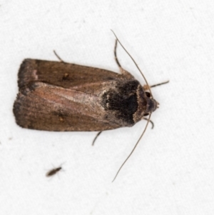 Proteuxoa provisional species 1 at Melba, ACT - 4 Mar 2021