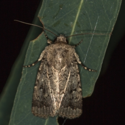 Proteuxoa capularis (Half-moon Noctuid) at Melba, ACT - 3 Mar 2021 by Bron