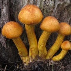 Gymnopilus junonius (Spectacular Rustgill) at Hall, ACT - 30 Mar 2021 by pinnaCLE