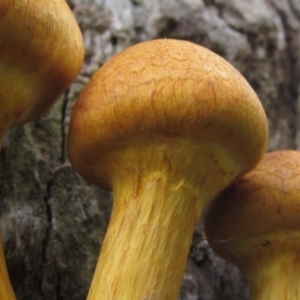 Gymnopilus junonius at Hall, ACT - 30 Mar 2021