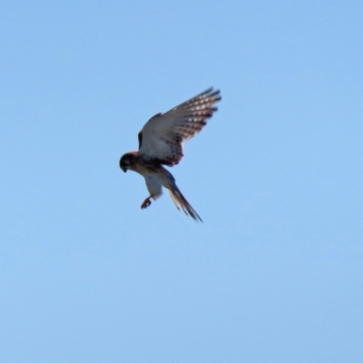 Falco cenchroides (Nankeen Kestrel) at Jerrabomberra, NSW - 8 Apr 2021 by RodDeb
