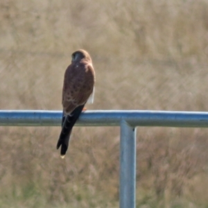 Falco cenchroides at Jerrabomberra, NSW - 8 Apr 2021 12:37 PM